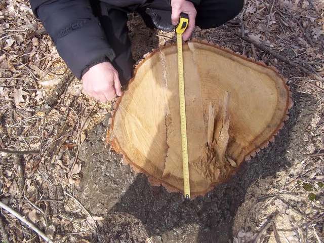 Незаконна вирубка лісофонду Полтавщини_1