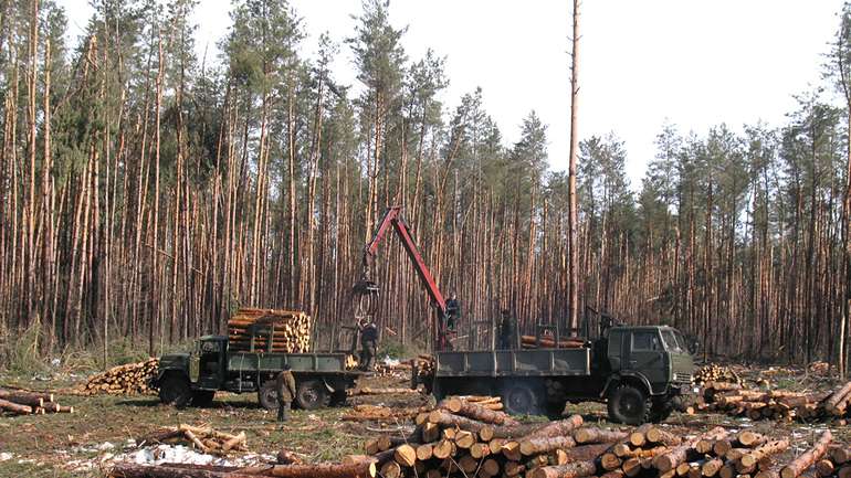 Незаконна вирубка лісофонду Полтавщини
