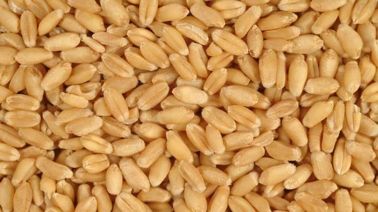 Південно-Східна Азія - новий напрямок експорту української пшениці