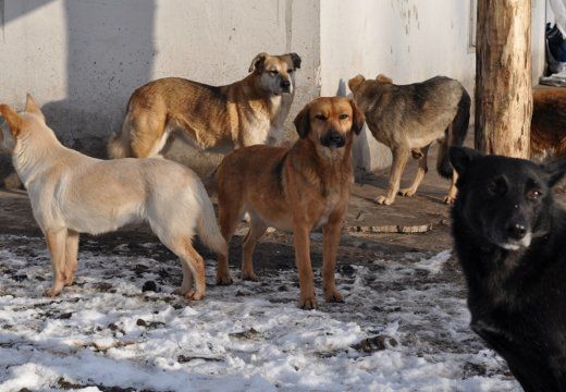 Рік у керма: що зробив Биков на посаді міського голови Горішніх Плавнів?_19