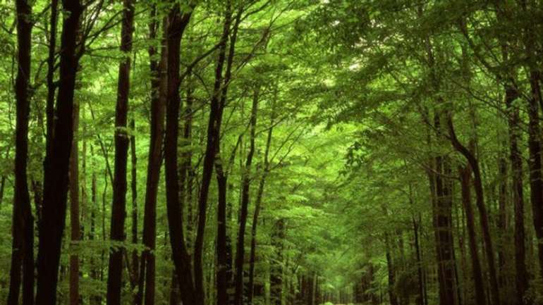 Майже 15 млн грн накопичилося для лісових виробництв Полтавщини