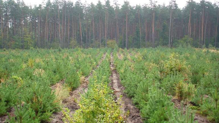 5 га лісу висадить «Останній Бастіон» із лісгоспом у Полтавському районі