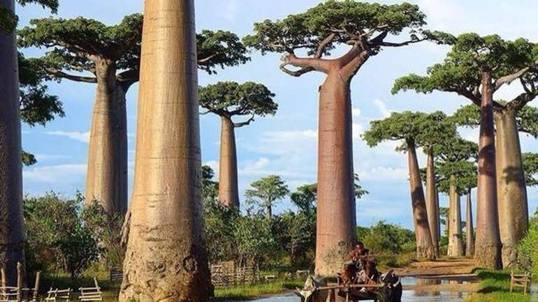 Фантастичні дерева, що ростуть на нашій планеті