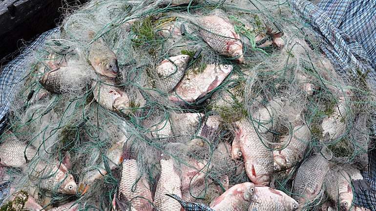 Бракон’єри наловили риби майже на 16 тис. грн 