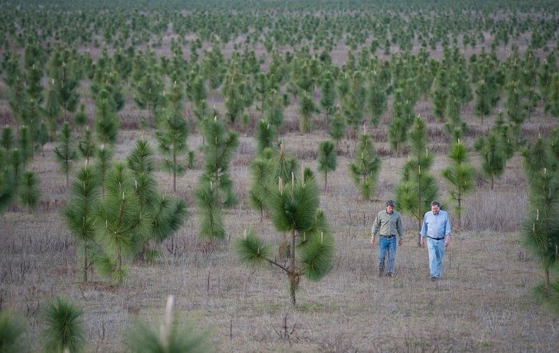 Історія американця, який висадив 8 млн дерев і врятував ліс, знищений 100 років тому_1