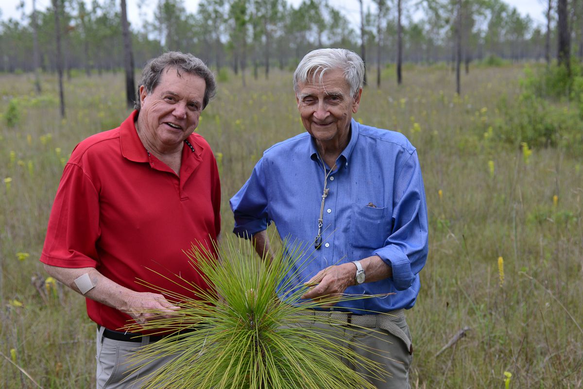 Історія американця, який висадив 8 млн дерев і врятував ліс, знищений 100 років тому_7