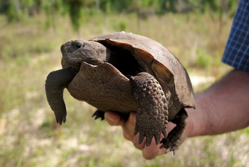 Історія американця, який висадив 8 млн дерев і врятував ліс, знищений 100 років тому_9
