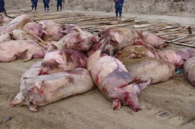 Африканська чума свиней неподалік Сорочинського ярмарку: чи на часі проведення торжища?_2