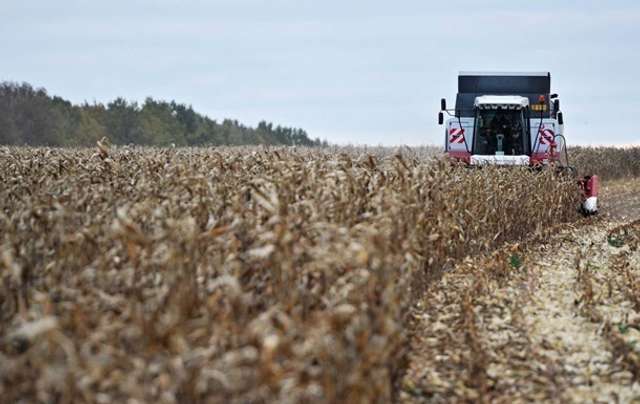 В Україні очікують рекордний урожай кукурудзи_2