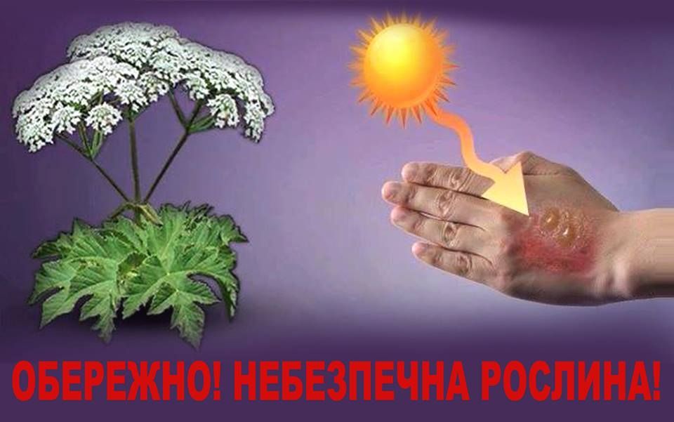 На Полтавщині отруйний борщівник підбирається до дачних ділянок_1