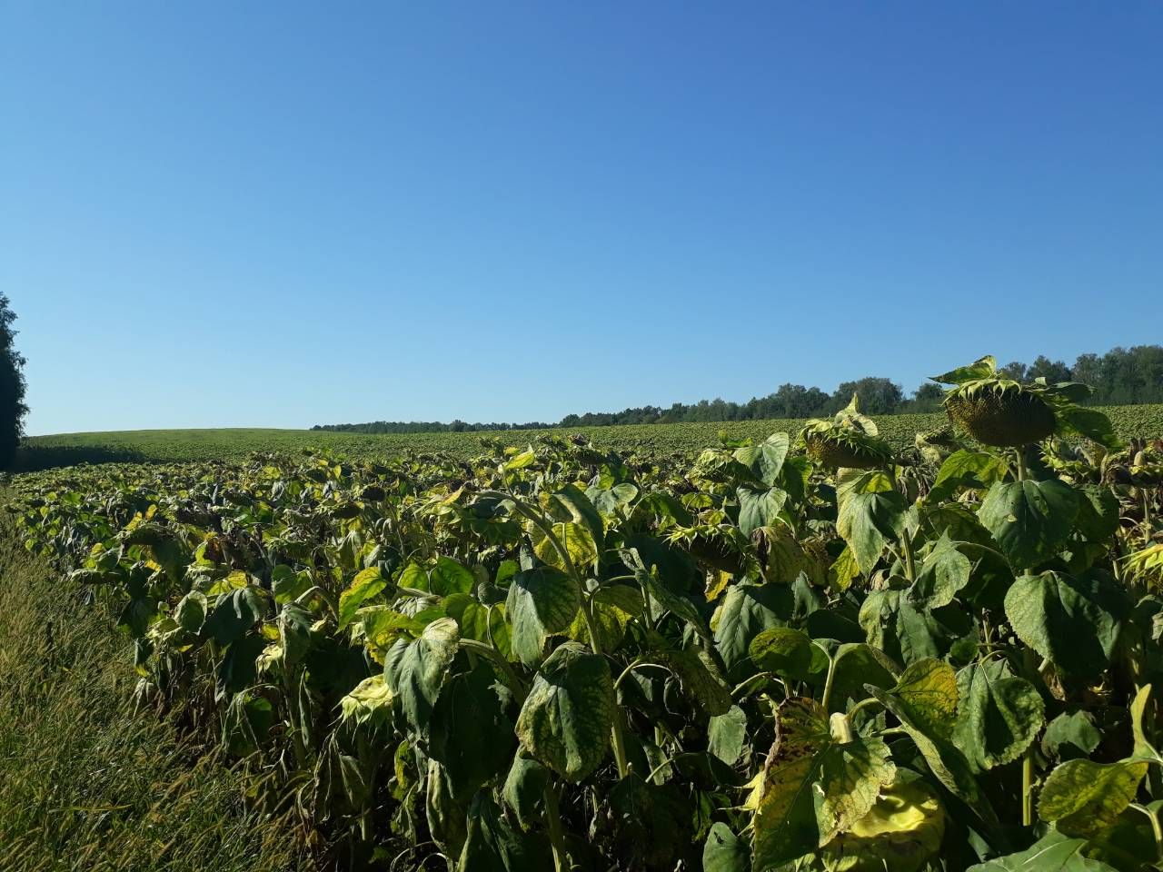 На Полтавщині продовжують самовільно використовувати землі_1
