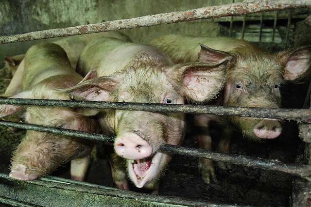 На Полтавщині закрили свиноферму через антисанітарію_1