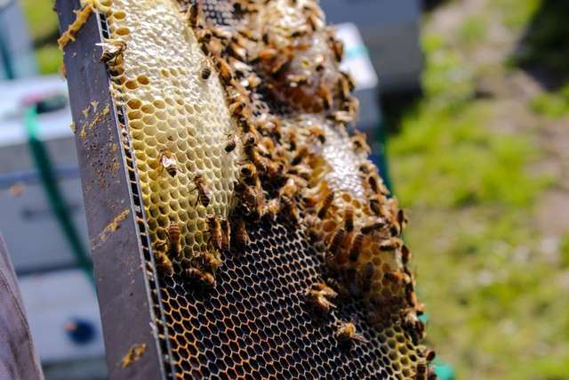 Полтавщина серед лідерів по виробництву меду в Україні_2