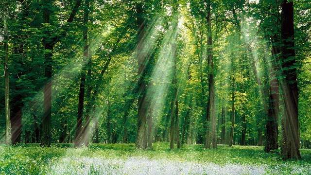 На Полтавщині РДА незаконно передала в оренду 160 гектарів державного лісового фонду_2