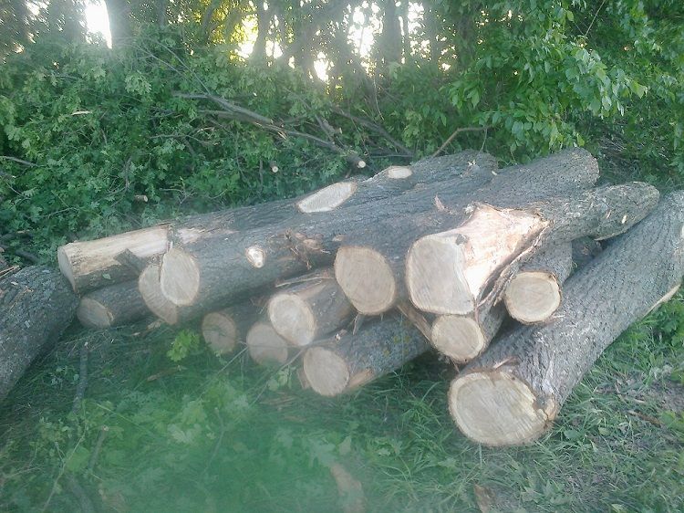 “В рамках закону” під Полтавою вирубують ліси_1