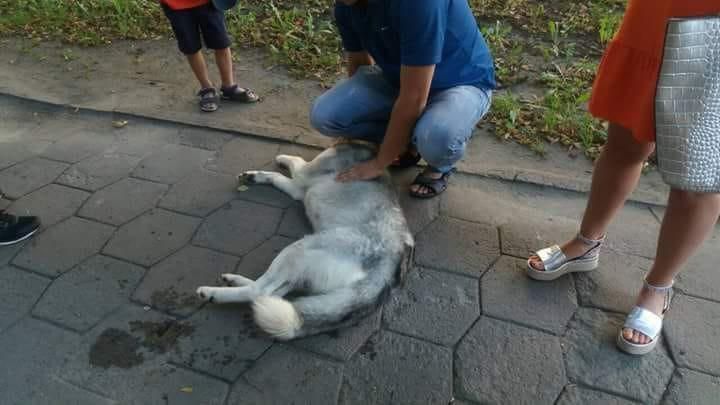 Репортажі з-за Кобищанських парканів: котики, песики, міссісіпські алігаторчики_3