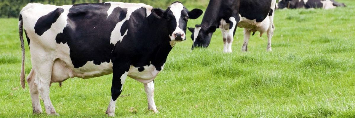 Полтавщина увійшла до трійки регіонів України з найбільшим поголів’ям ВРХ_1