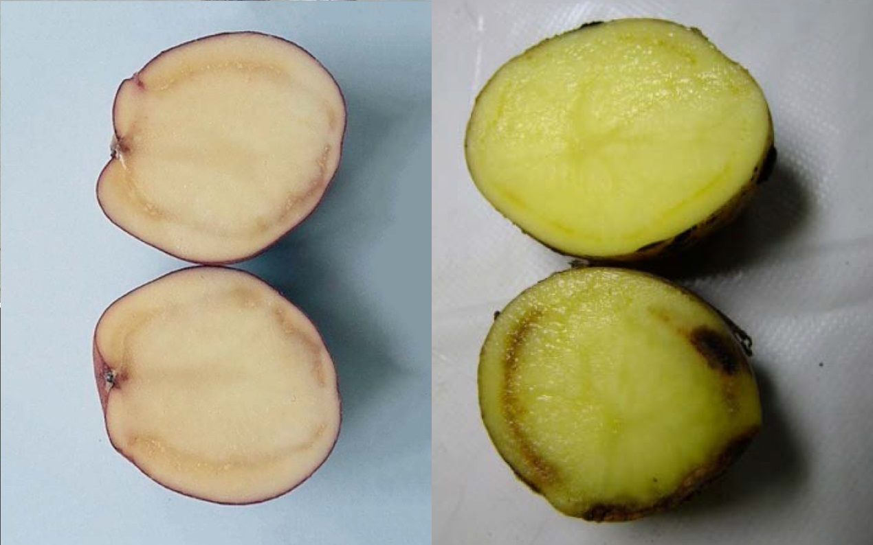 У Європі неврожай картоплі: чому український продукт не купують за кордоном _1