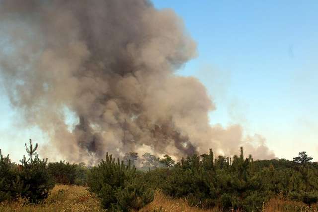 Більше 20 га лісу згоріло на Полтавщині_2