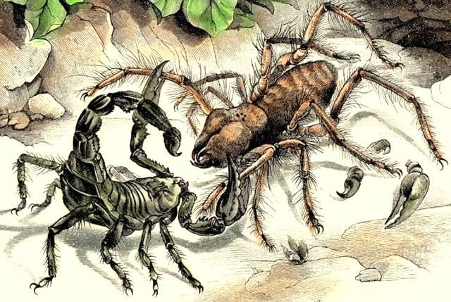 Павуки в банці демонструють жвали   _1