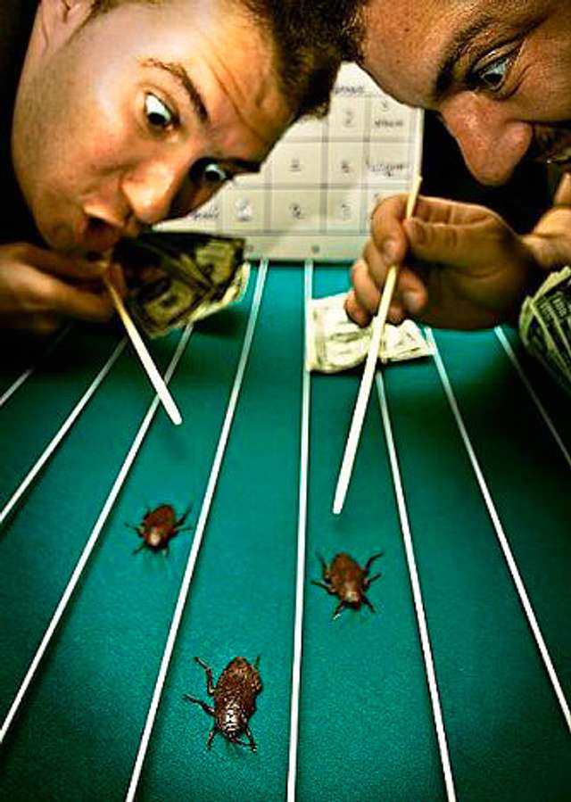 Таргани на дистанції_1