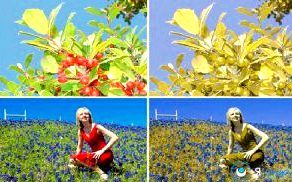 Педагогічний етюд за участю дальтоніків _1