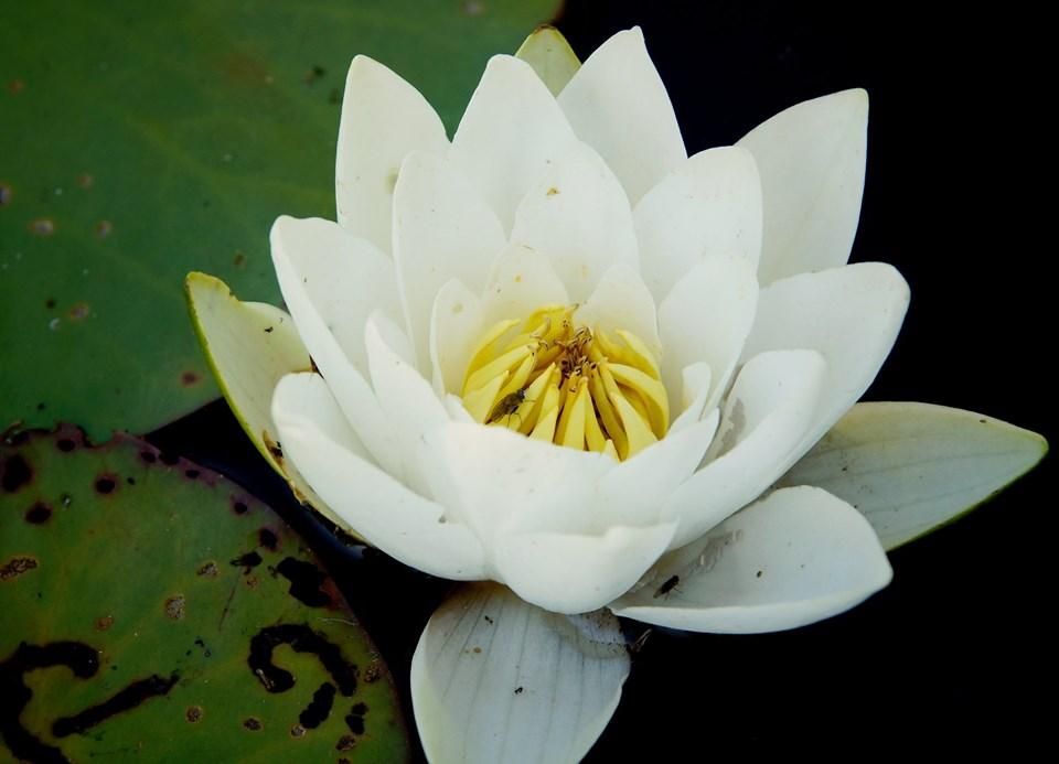 Поблизу Чорнобиля виросли гігантські квіти (фото)_1