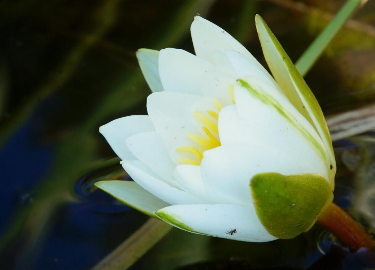 Поблизу Чорнобиля виросли гігантські квіти (фото)_3