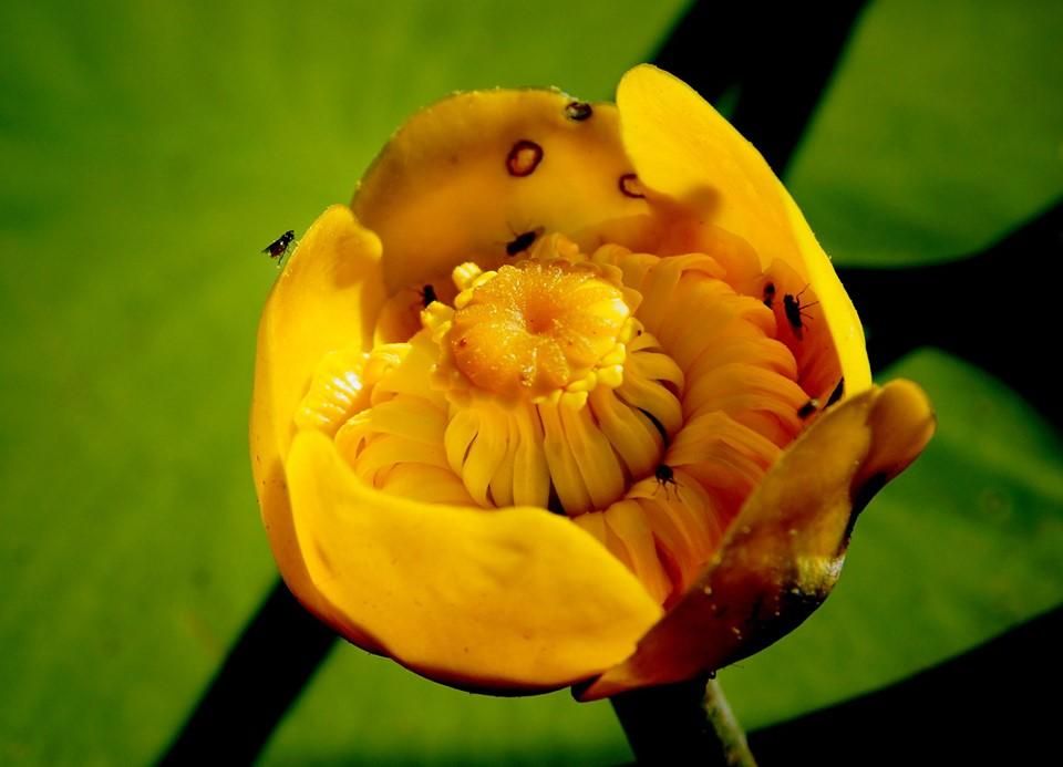 Поблизу Чорнобиля виросли гігантські квіти (фото)_5