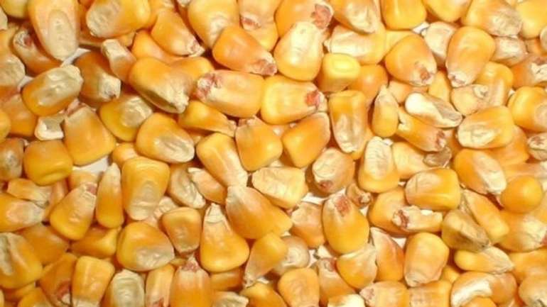 Зерноторгові компанії подали до суду на Полтавський комбінат хлібопродуктів