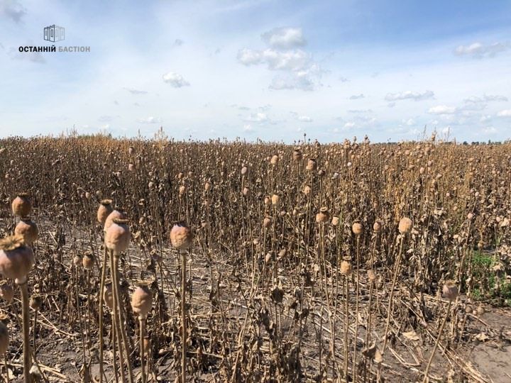 Оржицький мак: поліцейські вимагали від фермерів 200 тисяч доларів. Деталі резонансної справи (відео, фото)_3