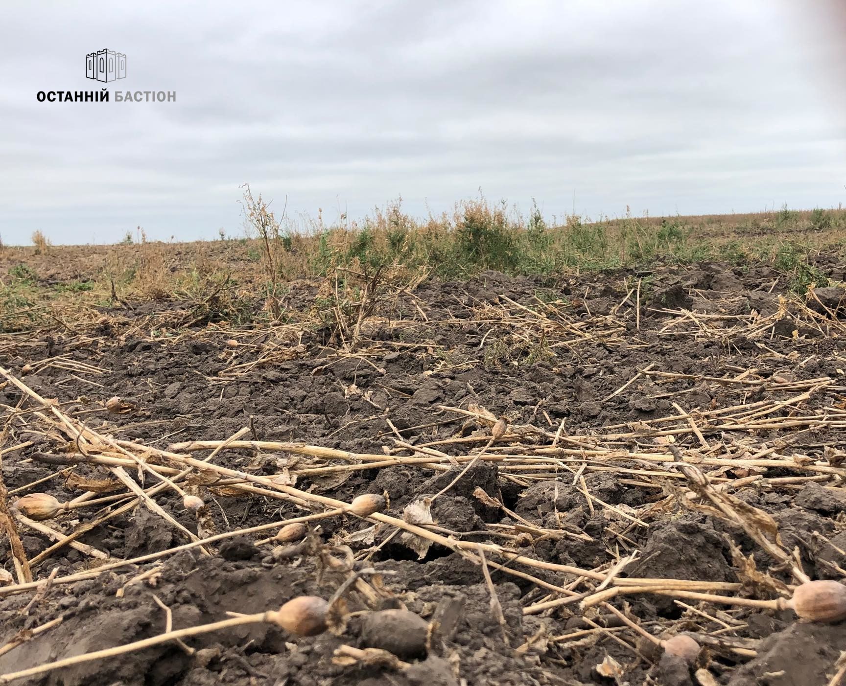 Лазірки: не давши зібрати урожай, поліція почала самостійно засівати поля маком: ФОТО, ВІДЕО (оновлюється)_9