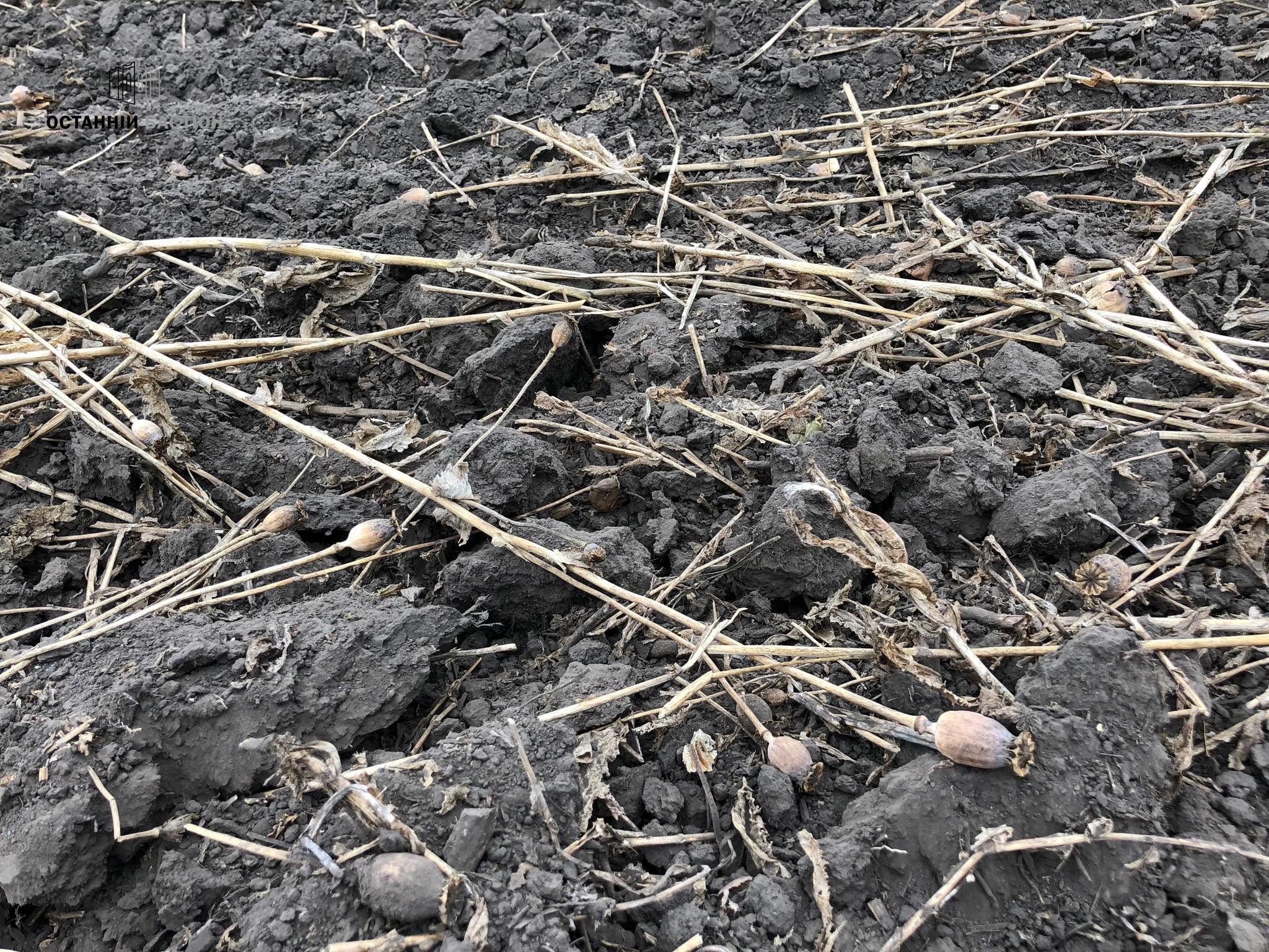 Лазірки: не давши зібрати урожай, поліція почала самостійно засівати поля маком: ФОТО, ВІДЕО (оновлюється)_11