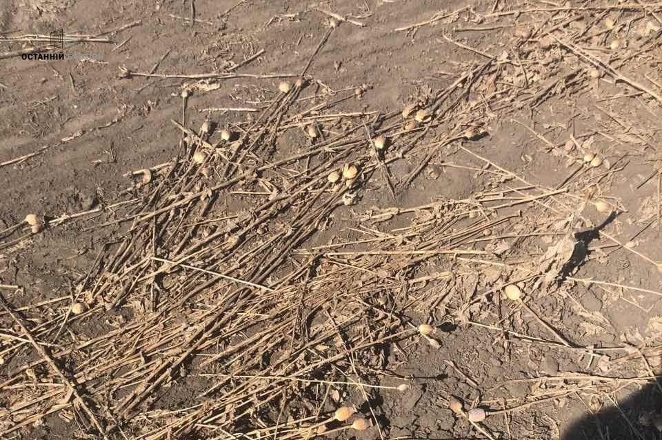 Оржицький район може стати «меккою для наркоманів»: макові поля лишились майже без охорони (фото, відео)_1