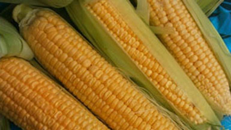 В Україні нестача вітчизняного насіння кукурудзи, — селекціонери