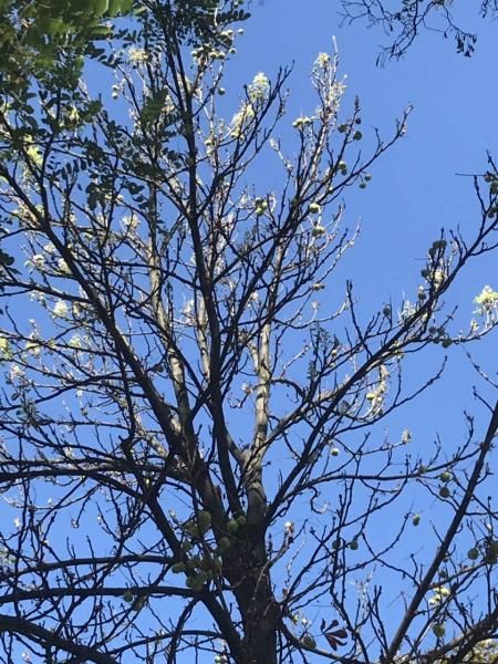 Красива аномалія: у Кременчуці наприкінці літа зацвіли каштани_1