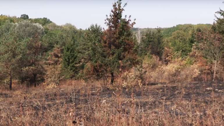 Під час пожежі у дендропарку рідкісні рослини не постраждали