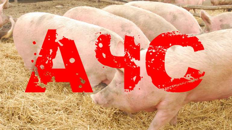 У Пирятинському районі зберігається небезпека через африканську чуму свиней