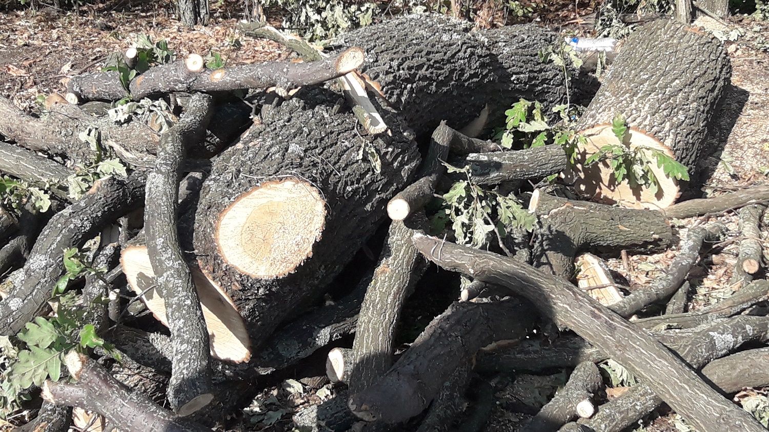 Селяни Лубенського району скаржаться на незаконну вирубку лісу_1