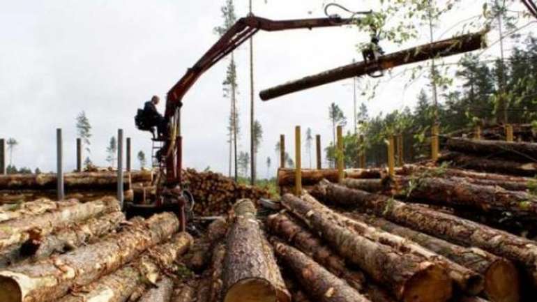 Хто виграє від скасування мораторію на експорт лісоматеріалів?