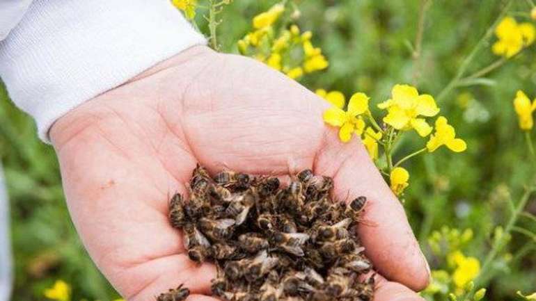 Верховна Рада планує запровадити програму захисту бджільництва в Україні