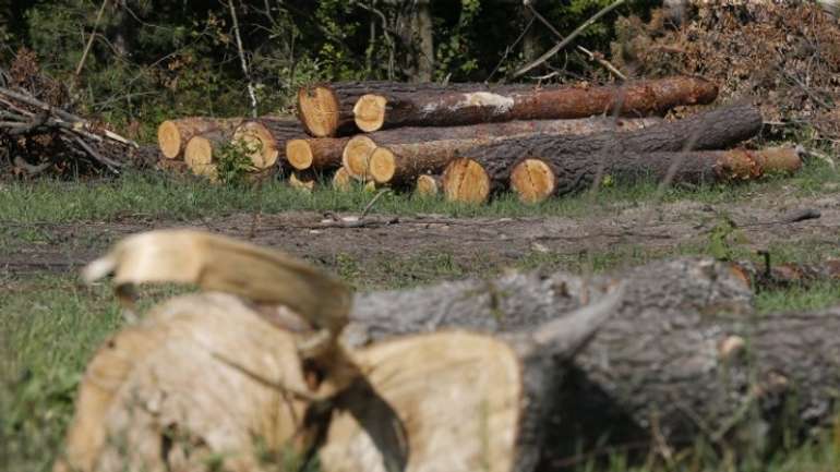 На Полтавщині виявлено незаконну вирубку лісу