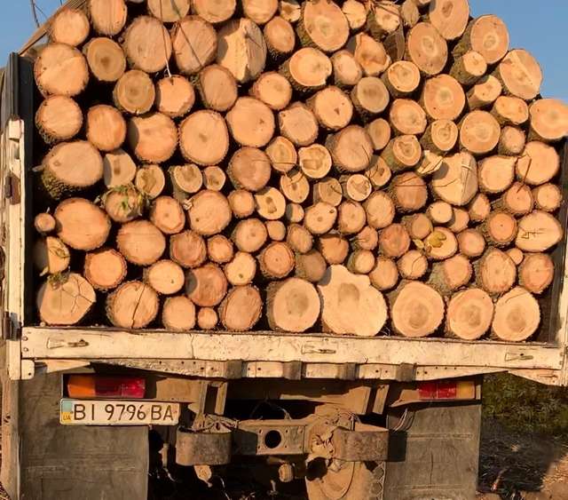 За фактом незаконної вирубки дерев у Полтавському районі порушили кримінальну справу _4