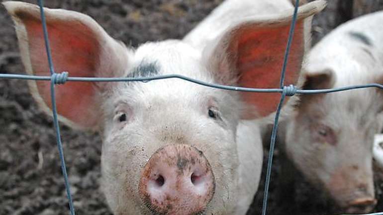 ​Африканську чуму свиней виявили в одному з районів Полтавщини