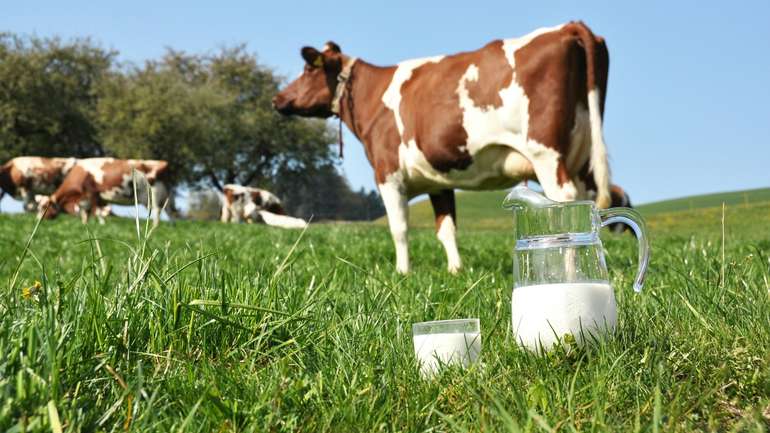 Молочні підприємства України знижують темпи виробництва