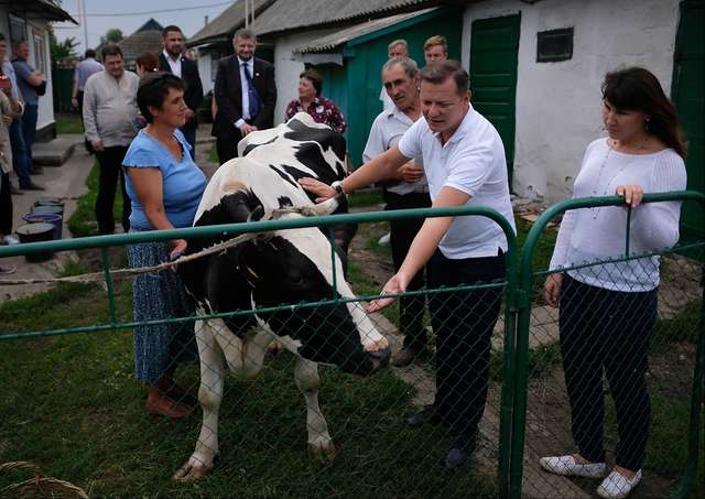 Репортажі з-за Кобищанських парканів: радикальні коров'ячі справи_2