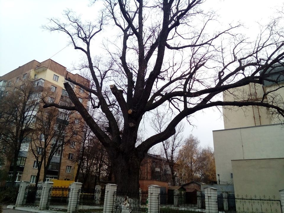 У Полтаві по-варварському обпиляли дуб, якому чотириста років_1