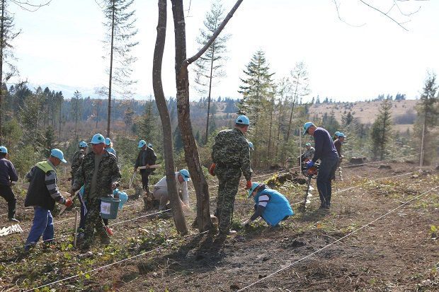 Централізоване знищення лісу_3