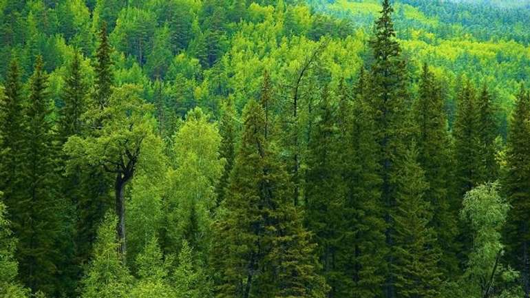 Централізоване знищення лісу