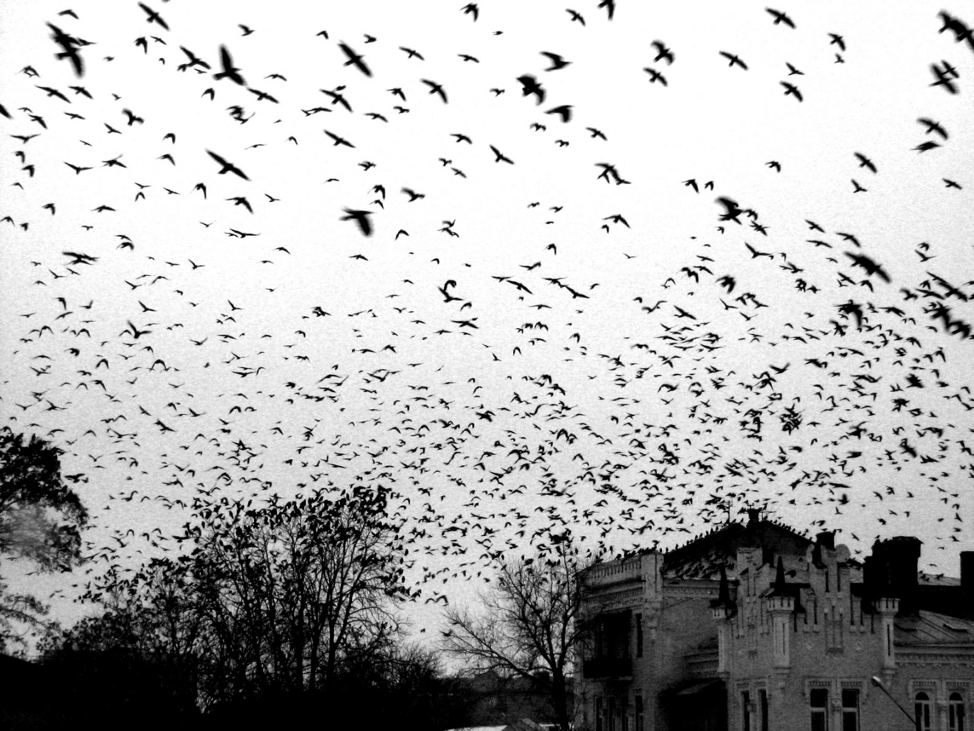 Полтава яку ми втрачаємо: Будинок Перцовича («Замок Річарда»)_9